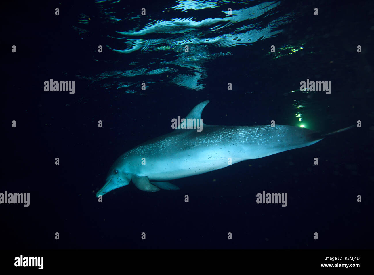 Flying fish caribbean hires stock photography and images Alamy