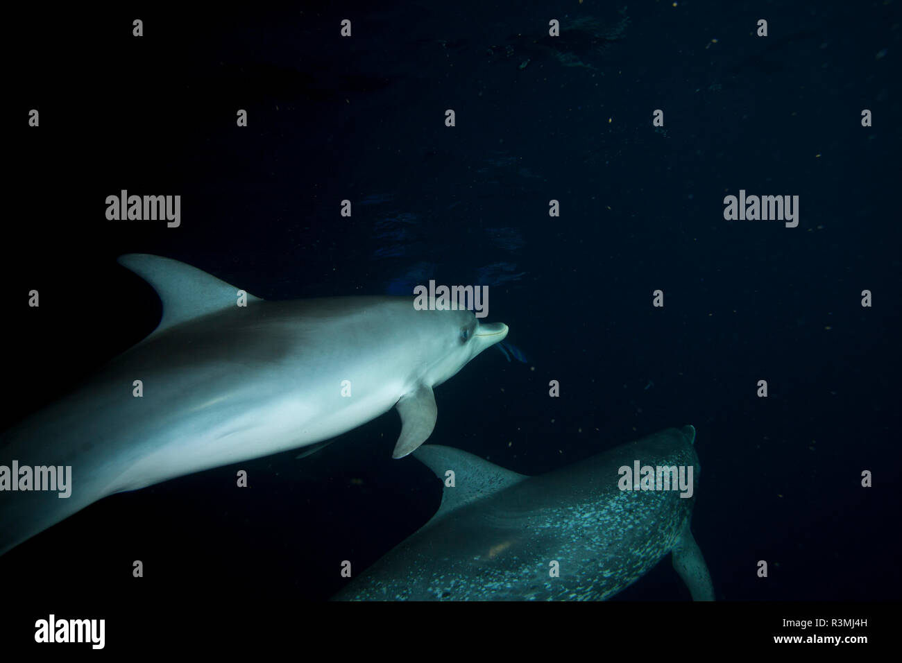 Flying fish caribbean hires stock photography and images Alamy