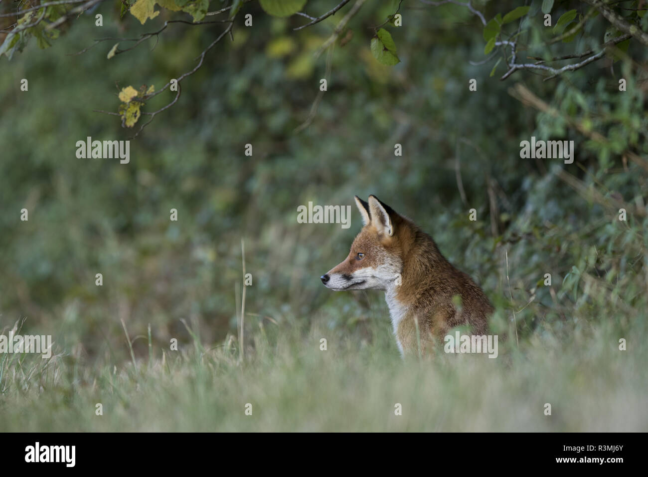 Red fox (Vulpes vulpes), Burgundy, France Stock Photo