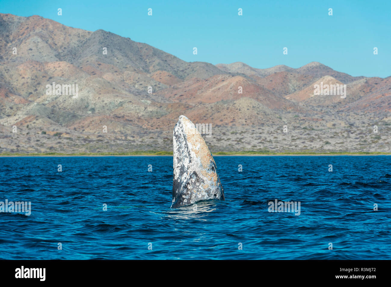 Gray whale (Eschrichtius robustus) Baja California Mexico. Stock Photo