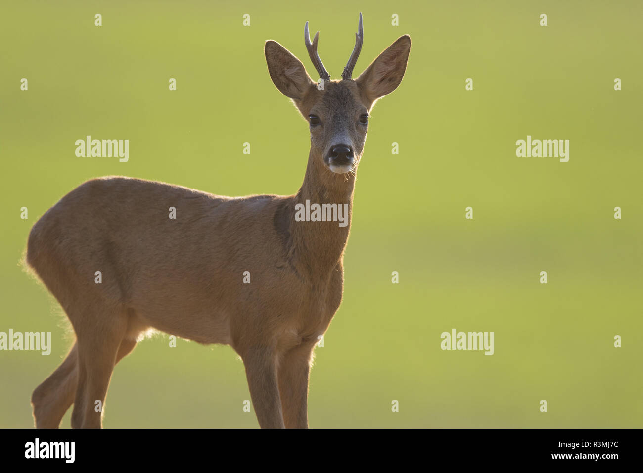 Roe deer (Capreolus capreolus) Buck, Burgundy, France Stock Photo