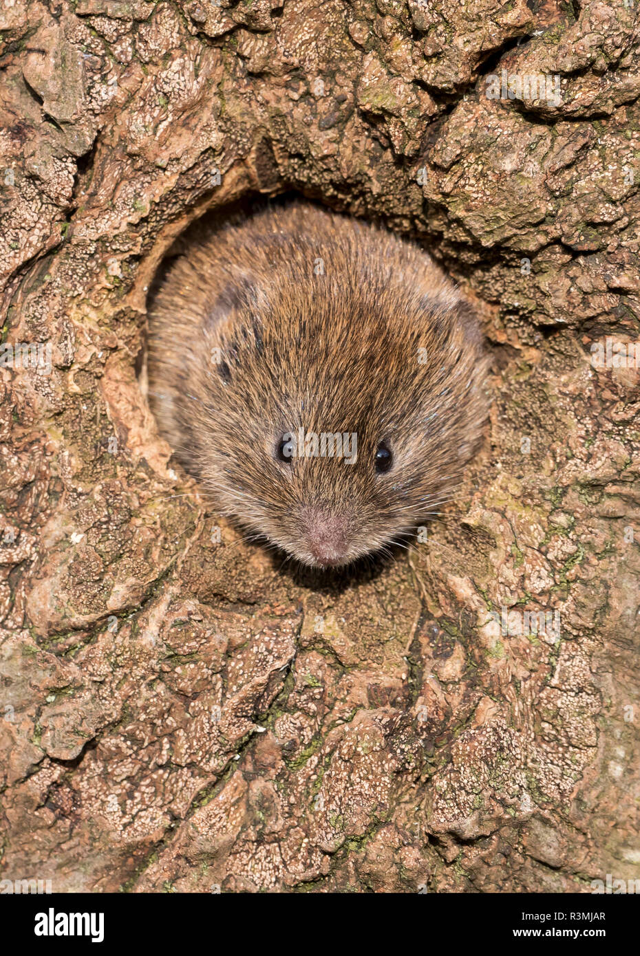 Field vole (Microtus agrestis) inside an old tree Stock Photo