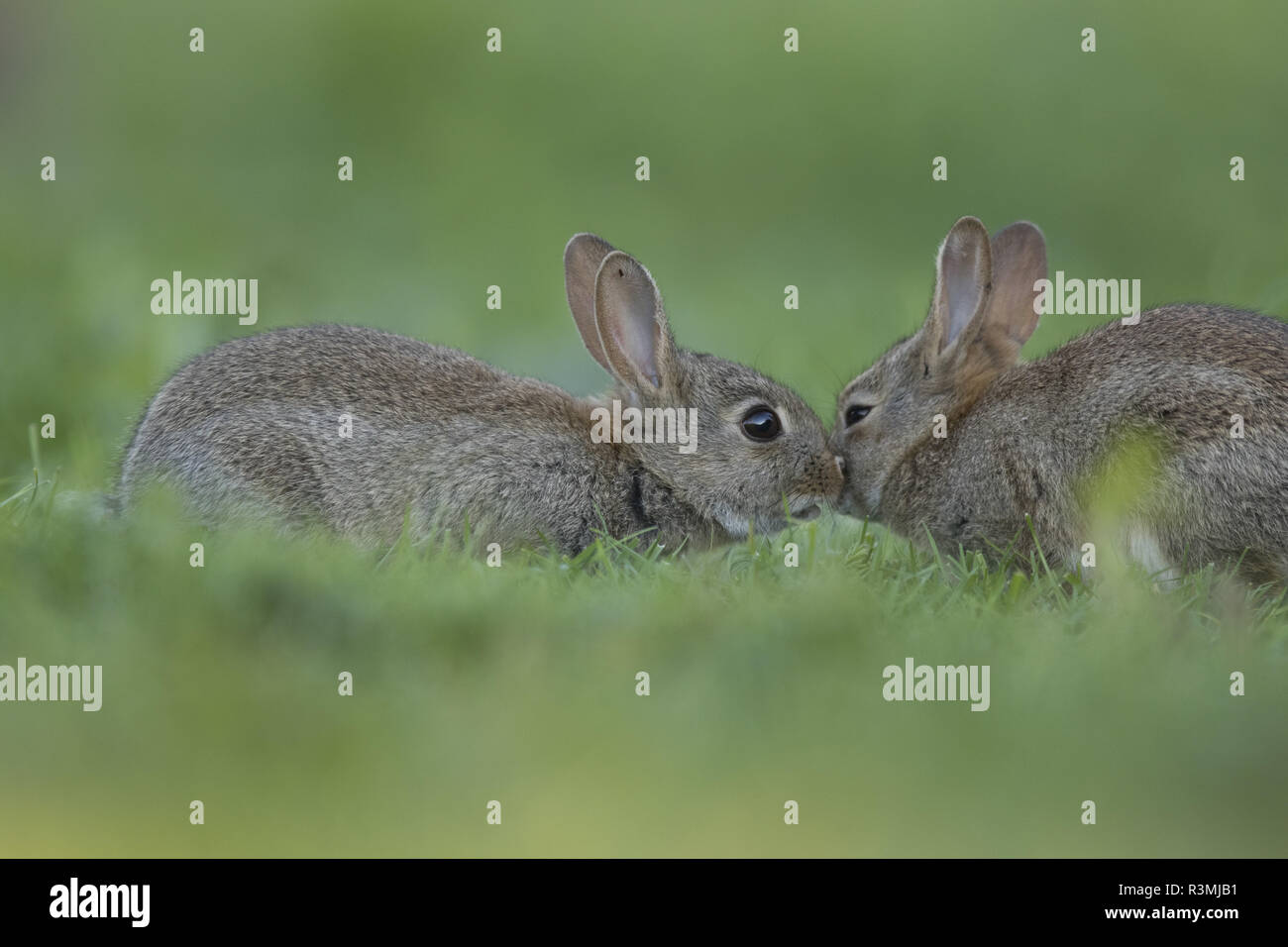 Rabbit (Oryctolagus cuniculus) juveniles, Burgundy, France Stock Photo