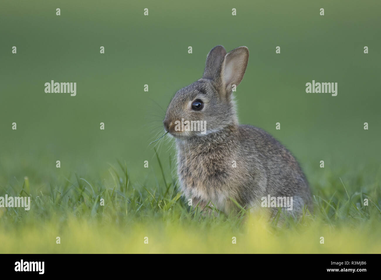 Rabbit (Oryctolagus cuniculus) juvenile, Burgundy, France Stock Photo