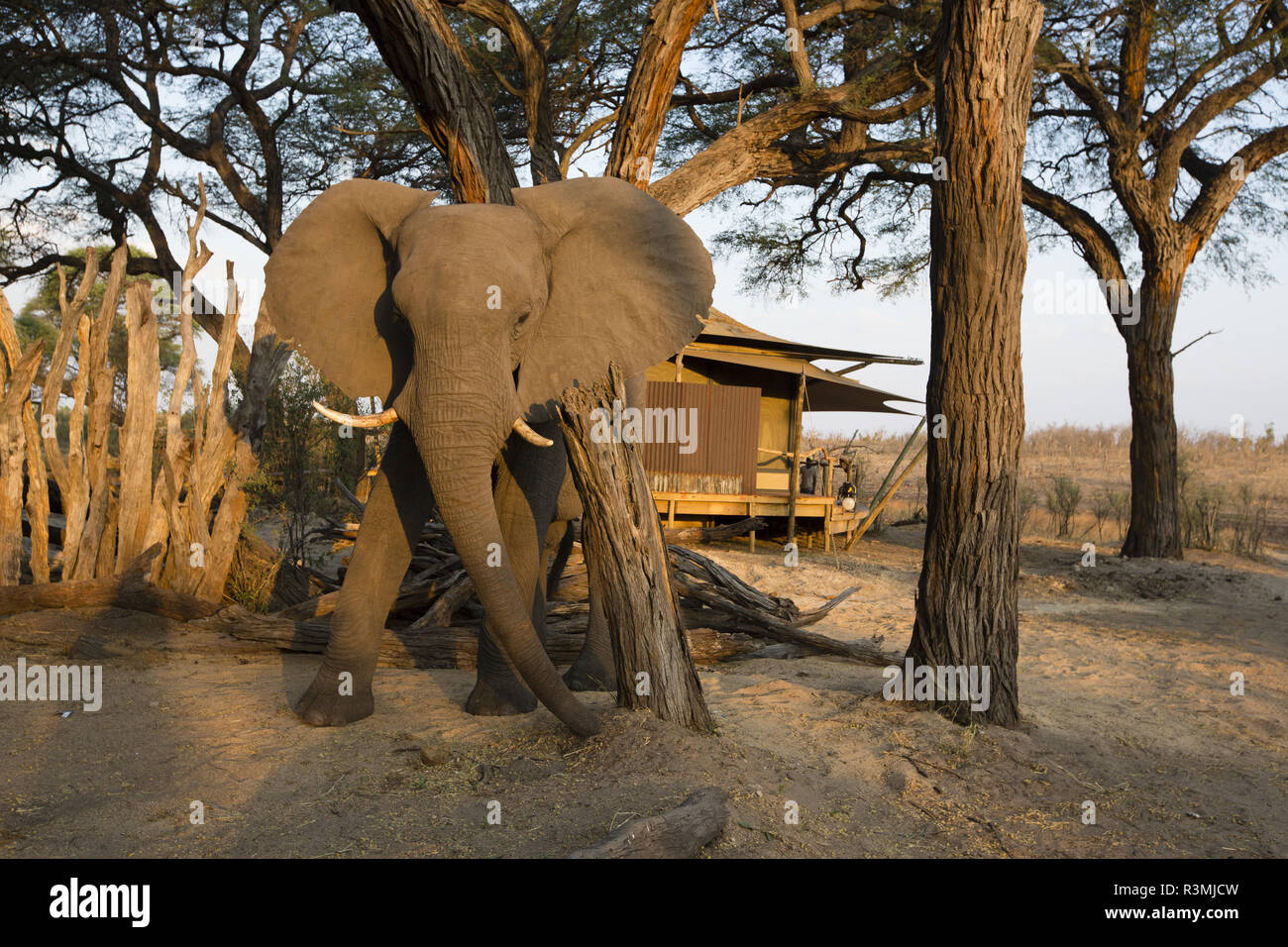 African Elephant (Loxodonta africana) at the Hwange main camp (African Bush camp) charging, Hwange National Park, Zimbabwe Stock Photo
