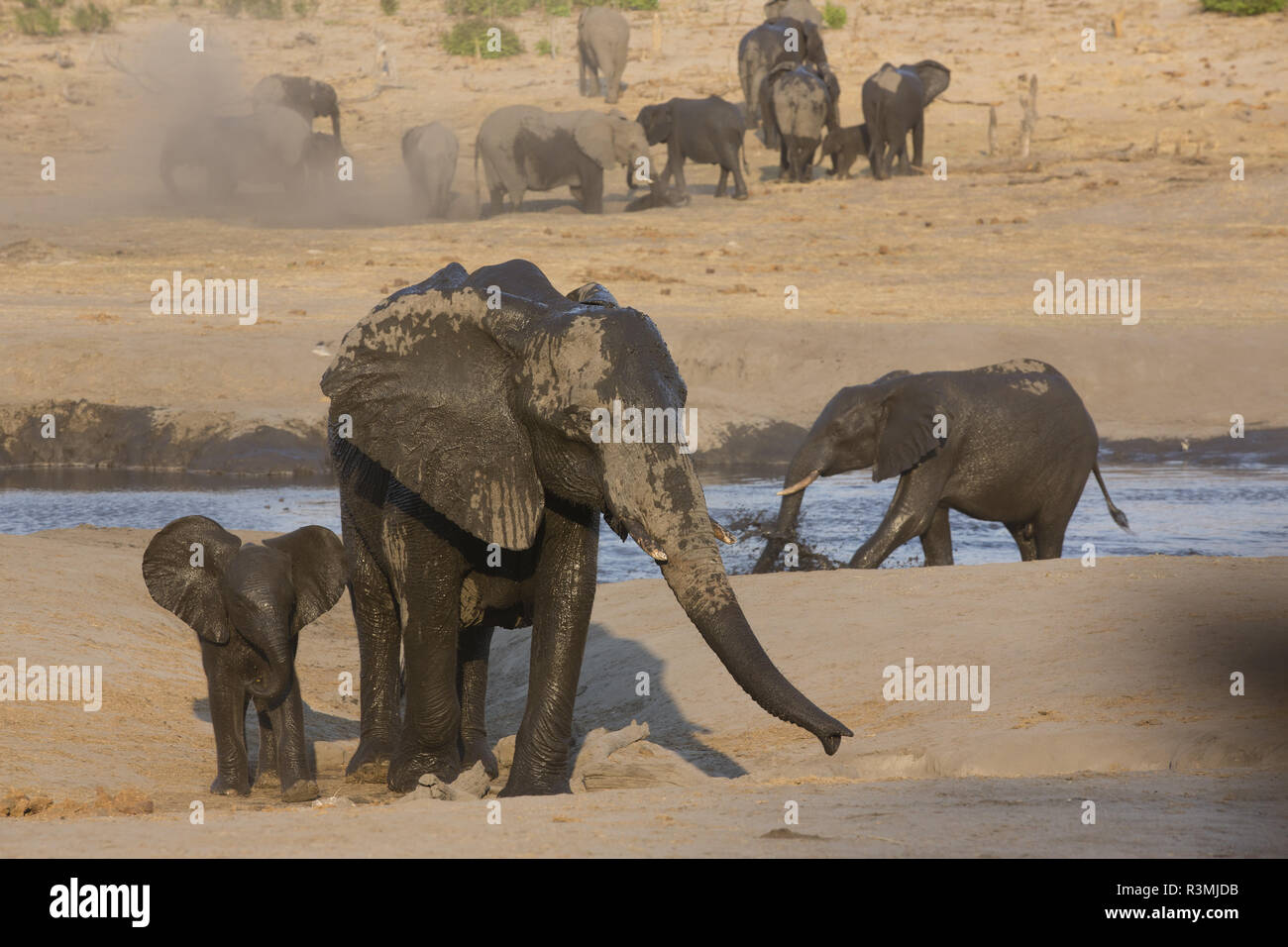 African Elephant (Loxodonta africana) at water hole, Hwange National Park, Zimbabwe Stock Photo