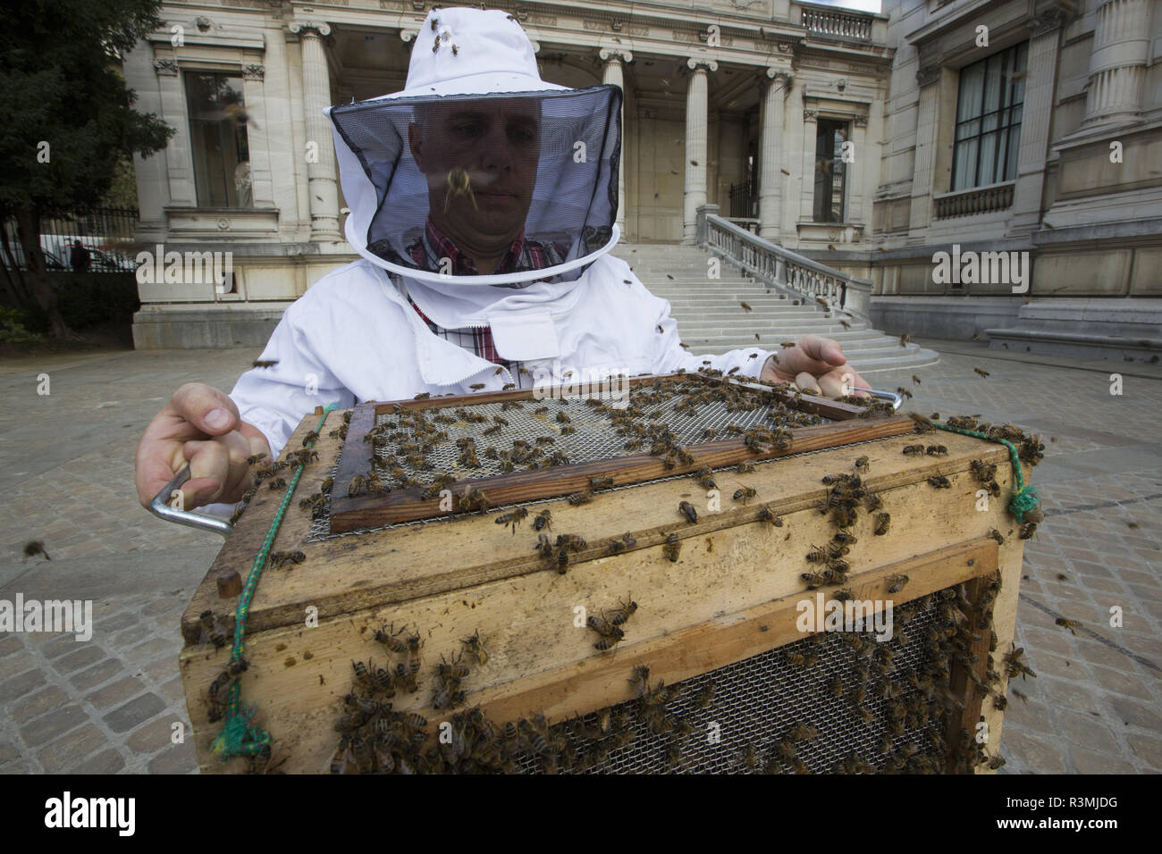 Honey Bee (Apis mellifera) in the Galliera museum garden. Swarm. Nicolas Geant, beekeeper in Paris, France Stock Photo