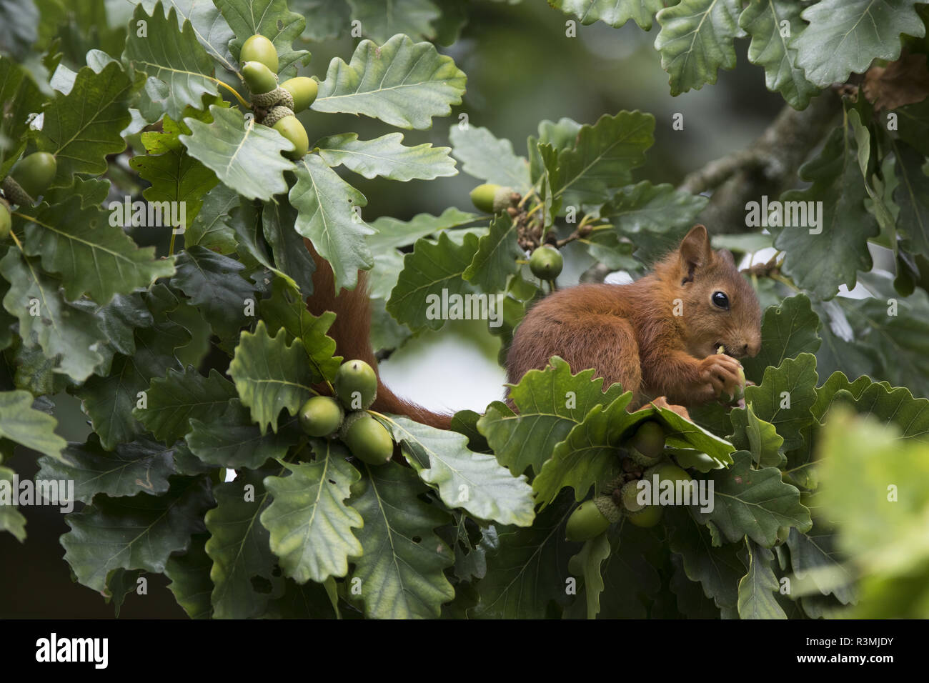 Eurasian Red Squirrel (Sciurus vulgaris) eating acorn, Paris surrounding, France Stock Photo