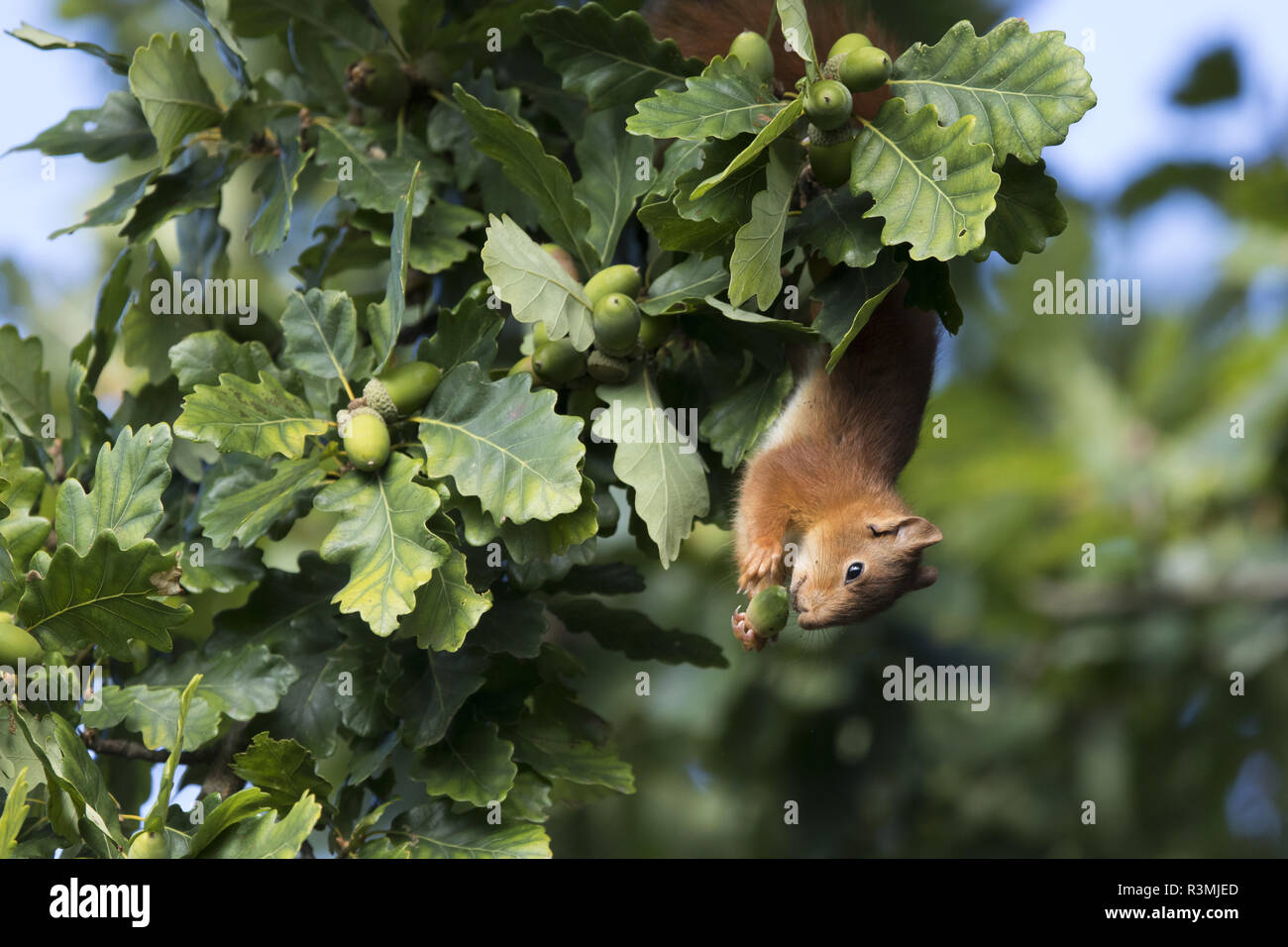 Eurasian Red Squirrel (Sciurus vulgaris) eating acorn, Paris surrounding, France Stock Photo