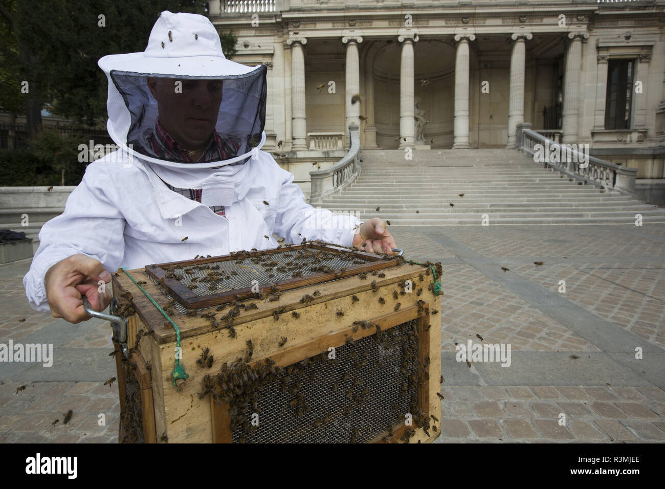 Honey Bee (Apis mellifera) in the Galliera museum garden. Swarm. Nicolas Geant, beekeeper in Paris, France Stock Photo