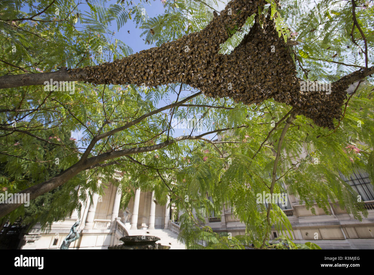 Honey Bee (Apis mellifera) in the Galliera museum garden, Swarm. Paris, France Stock Photo