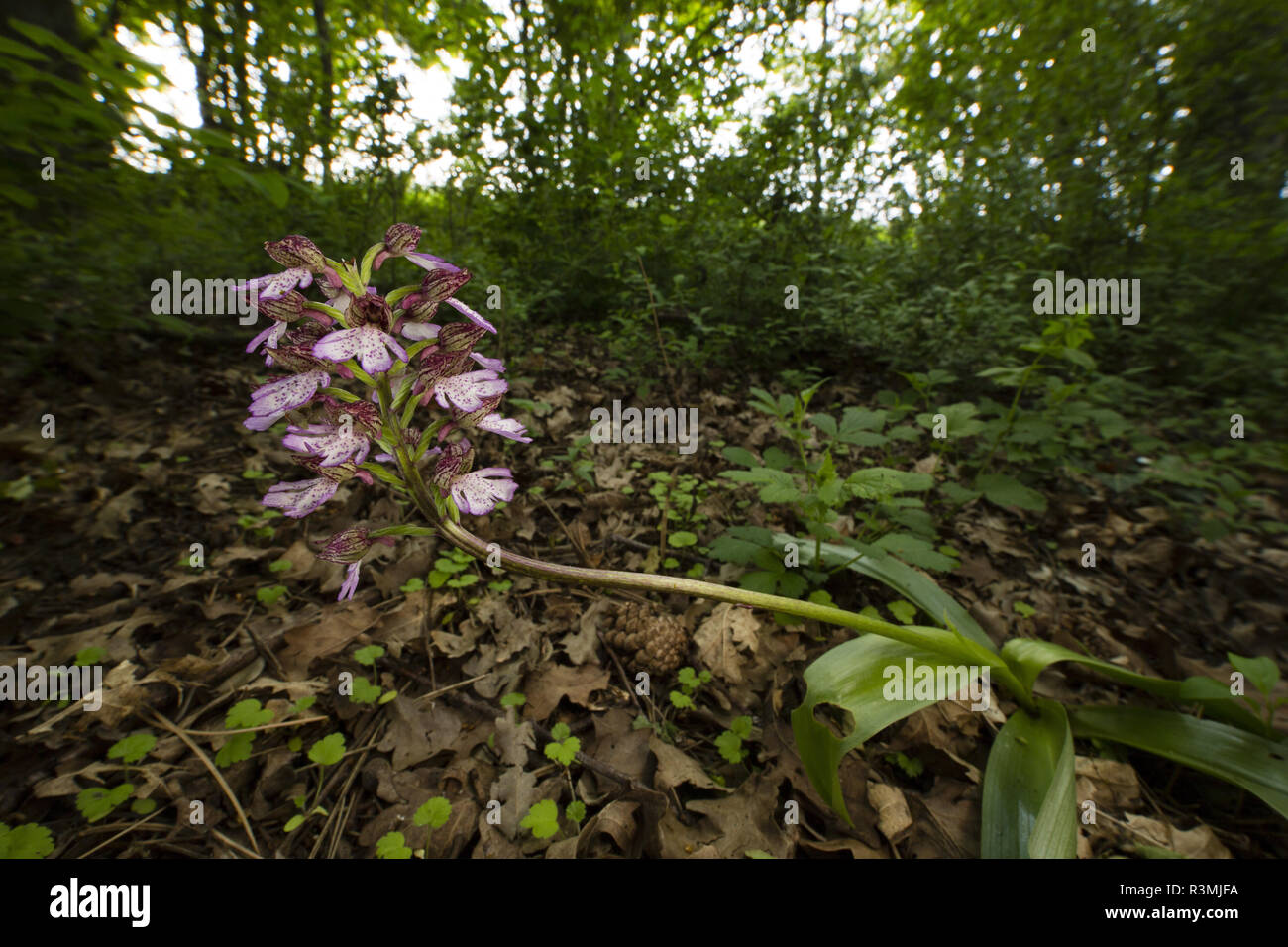 Lady orchis (Orchis purpurea) Yonne, Burgundy, France Stock Photo