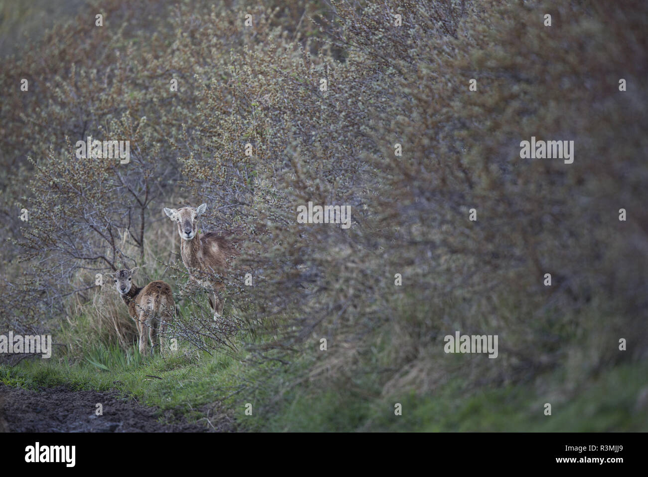 European mouflon (Ovis gmelini musimon) Introduced in Baie de Somme, Baie de Somme Nature Reserve, Picardie, France Stock Photo