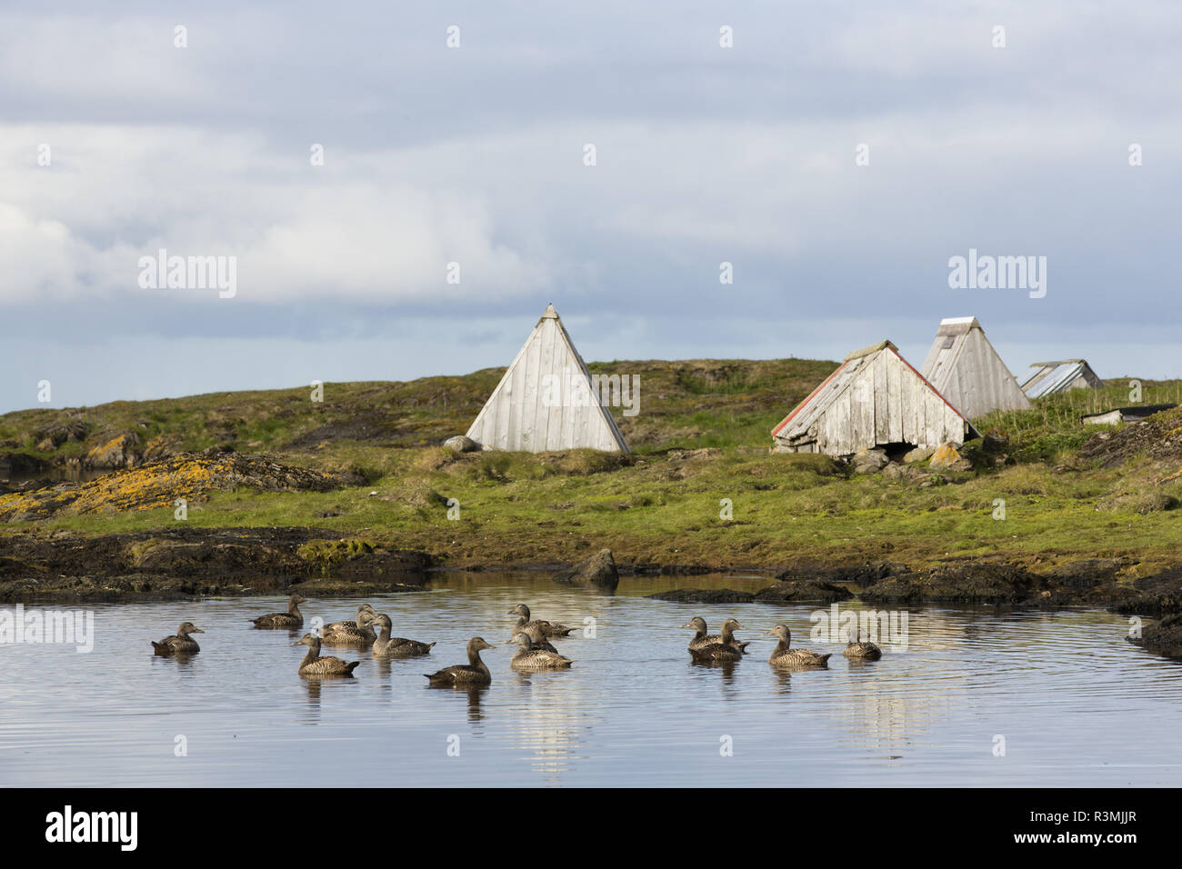 Common Eider (Somateria mollissima) female. Down collecting in Lanan island. There are specific shelters with many different shape for the wild ducks. Vega archipelago, Norway Stock Photo