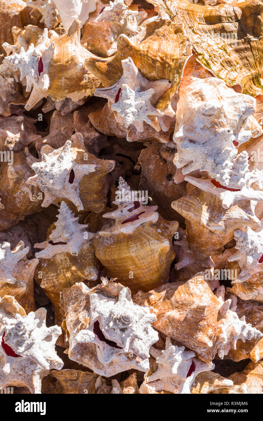 Anegada island conch hires stock photography and images Alamy