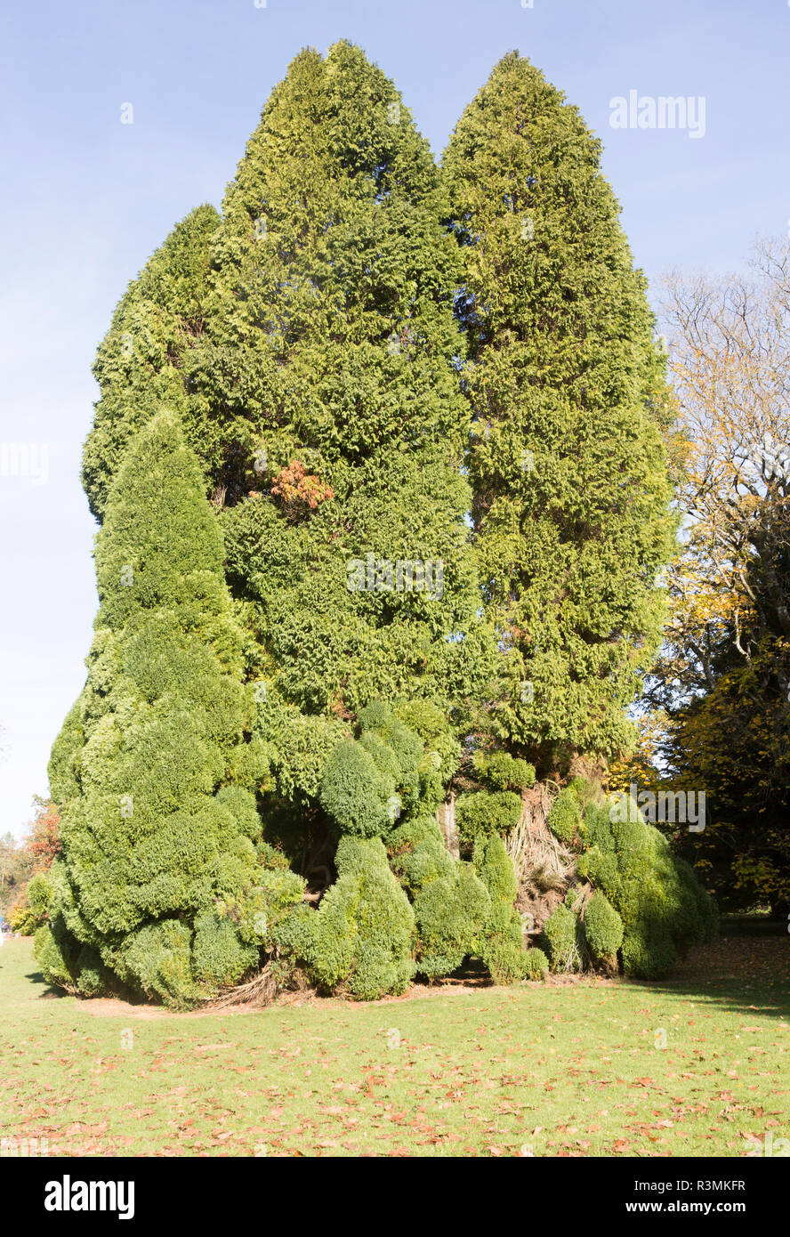 Lawson cypress tree, Chamaecyparis Lawsoniana, National arboretum, Westonbirt arboretum, Gloucestershire, England, UK -'Pottenii' Stock Photo