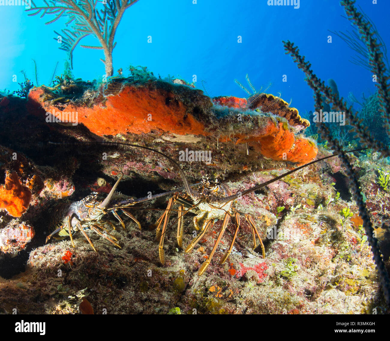 Pair of spiny lobsters are seen in a coral ledge along the north coast of Cuba. Stock Photo
