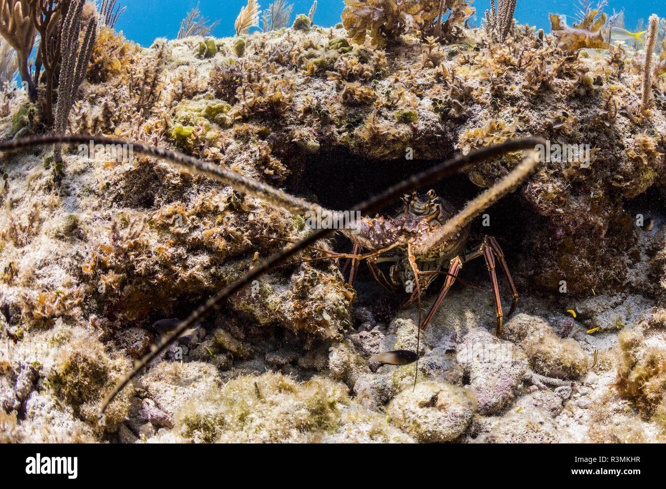 A large spiny lobster uses its antennae to feel its way around its hole in a coral reef along the north coast of Cuba Stock Photo