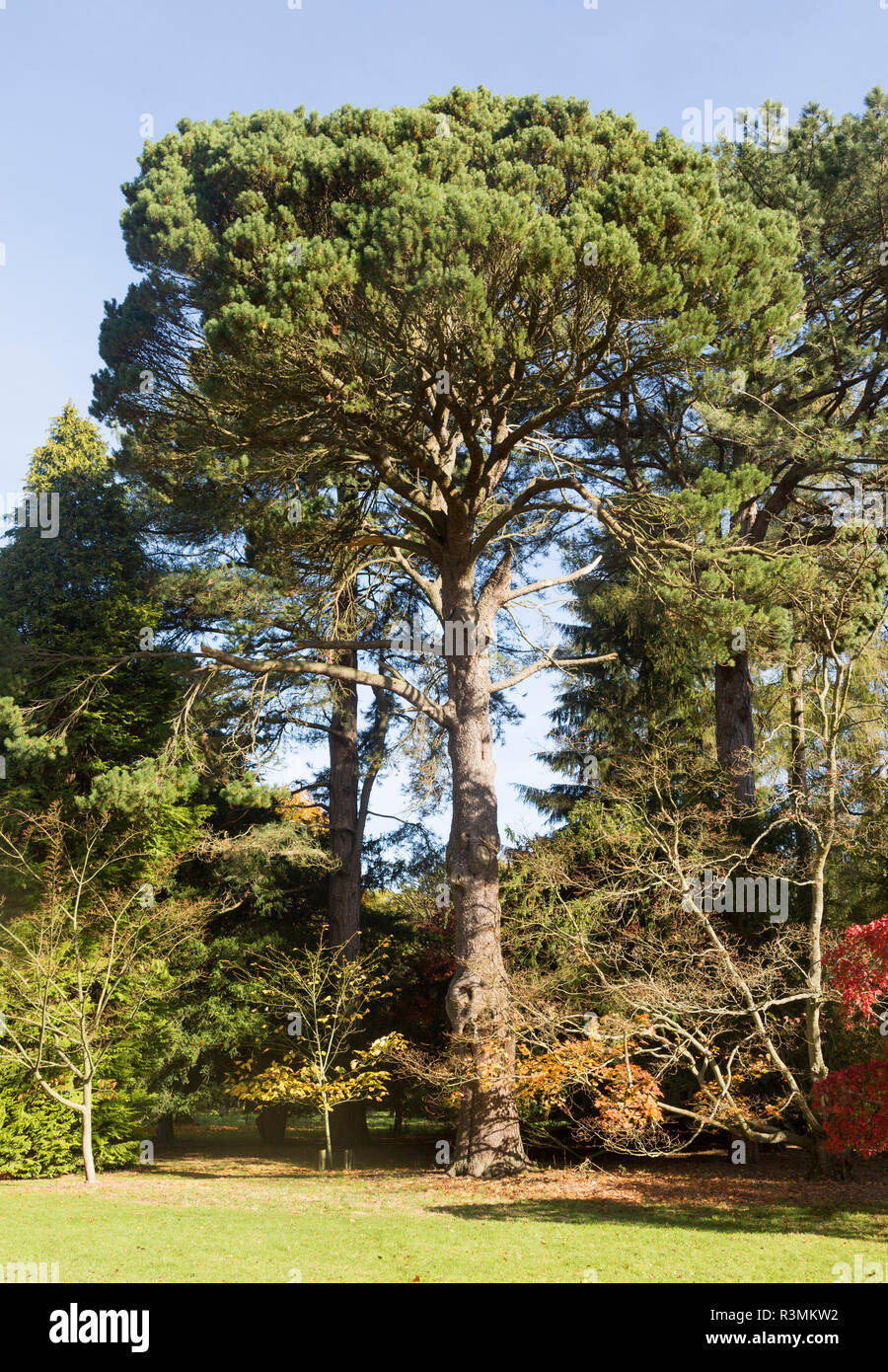Shore pine tree, Pinus contorta, National arboretum, Westonbirt arboretum, Gloucestershire, England, UK Stock Photo