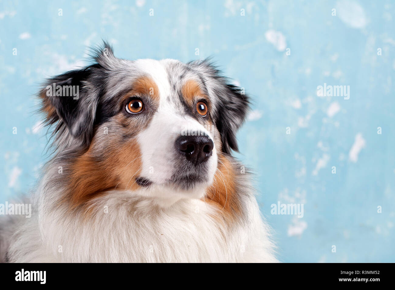 australian sheepdog portrait Stock Photo