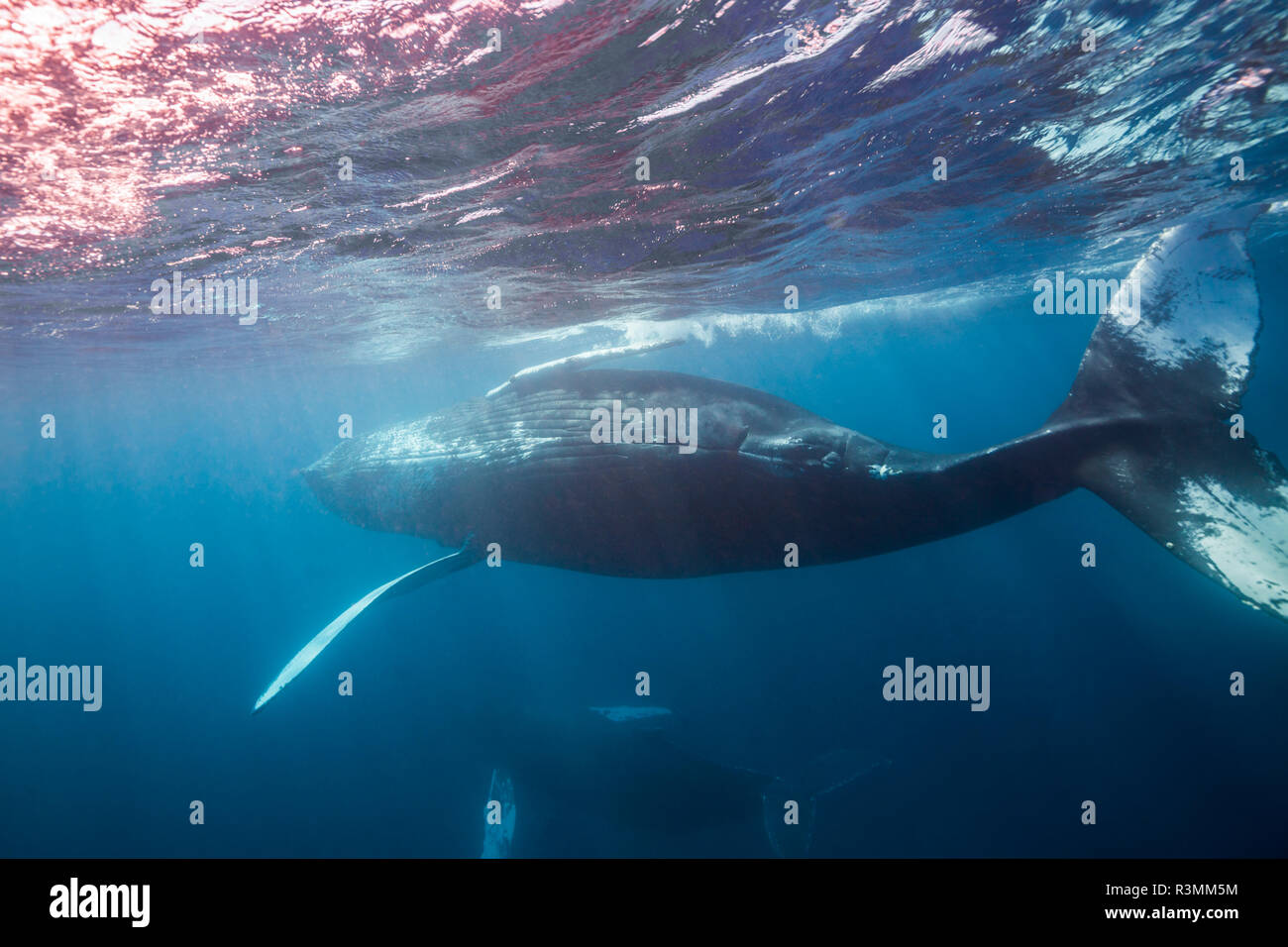 A Pair Of Adult Humpback Whales Swim Near The Surface Of The Clear