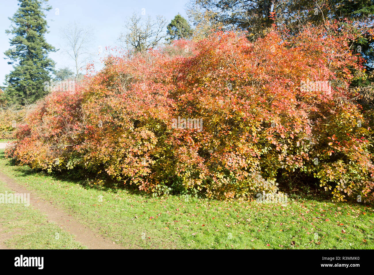 Bladdernut tree, Staphylea x coulombieri, National arboretum, Westonbirt arboretum, Gloucestershire, England, UK Stock Photo