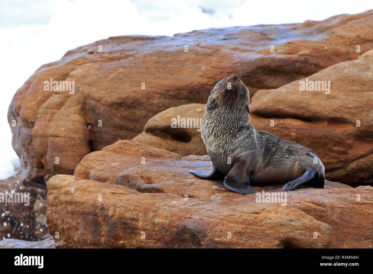 fur seals Stock Photo