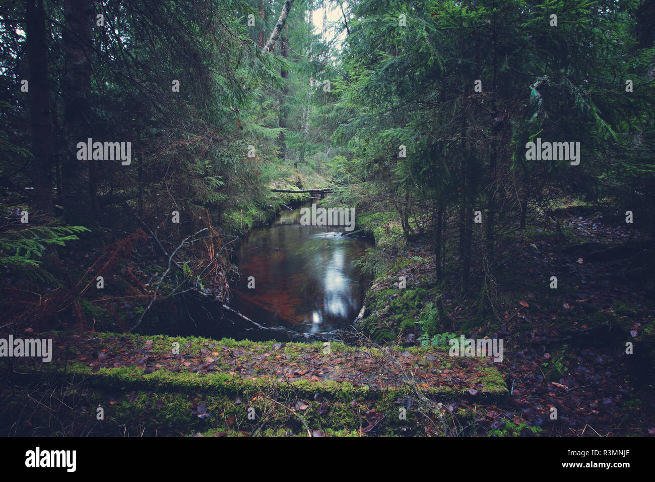 Wooden bridge over the river in the forest Stock Photo - Alamy
