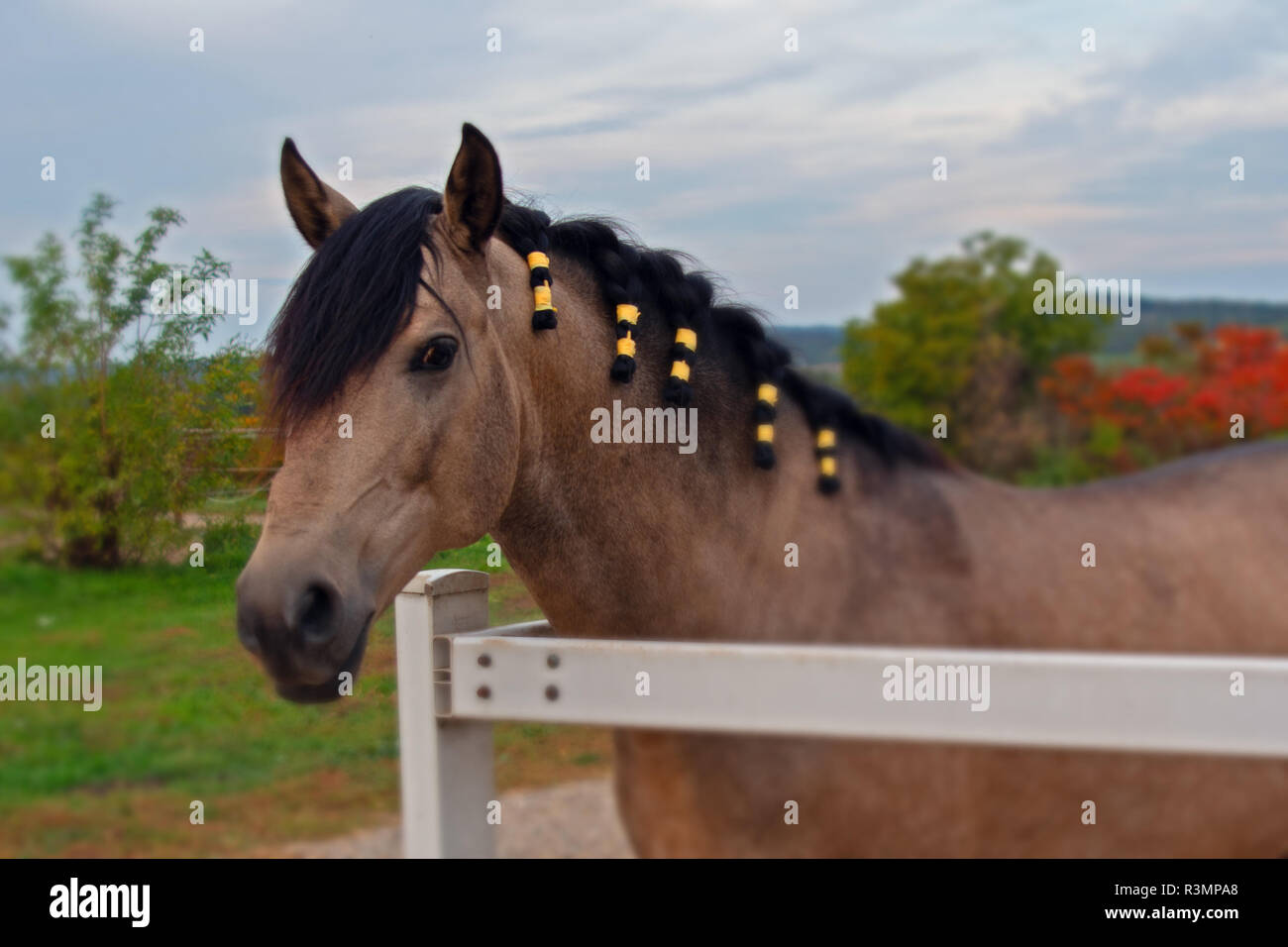 Pferd mit Haarschmuck Stock Photo