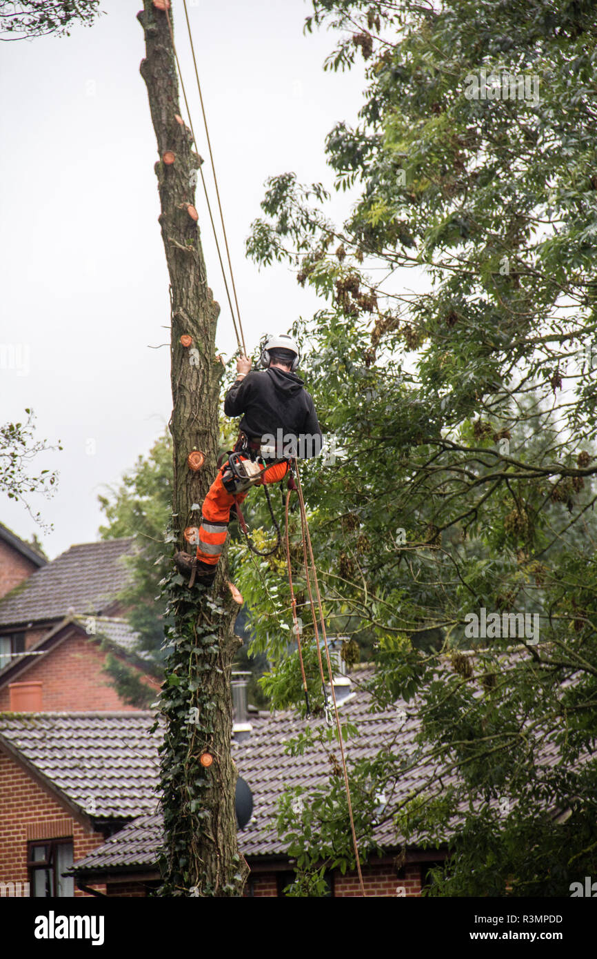 Tree Surgeon felling tree Stock Photo - Alamy