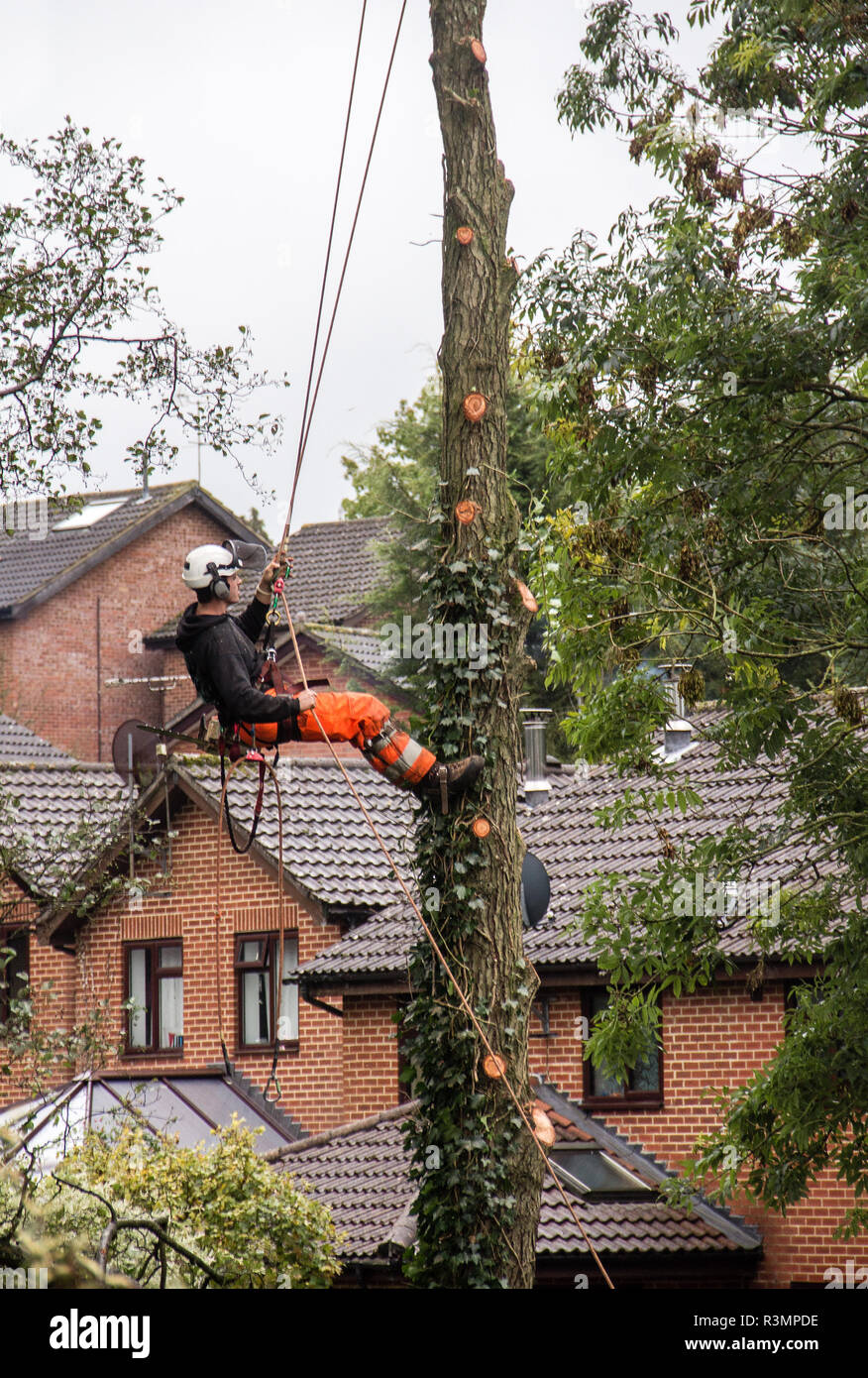 Felling tree hi-res stock photography and images - Alamy