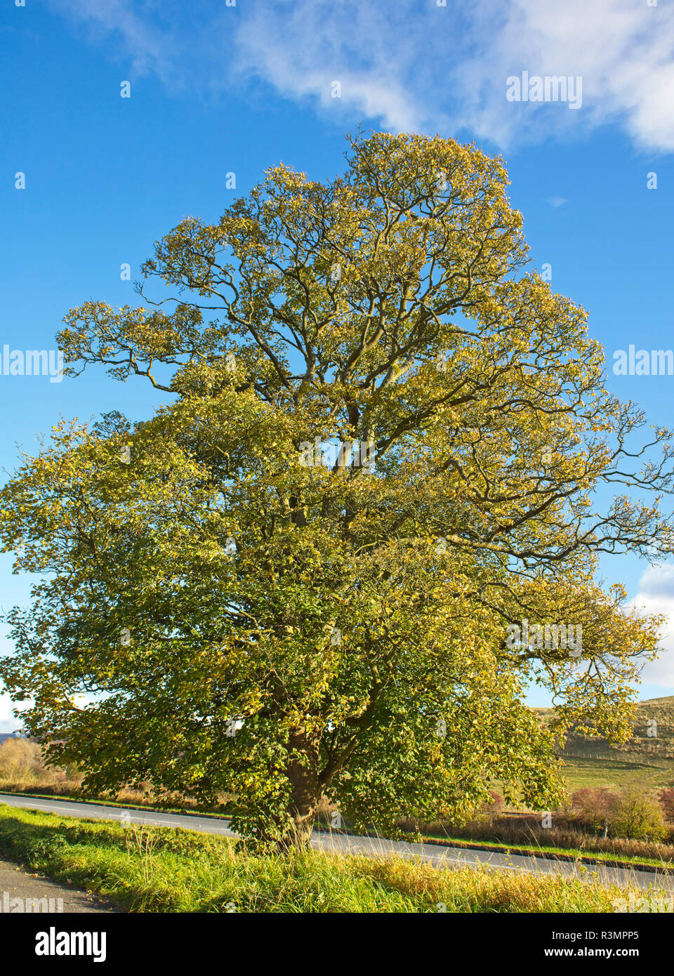 A beautiful autumnal Sycamore tree, (Acer pseudoplatanus), Yorkshire, England, UK. Stock Photo