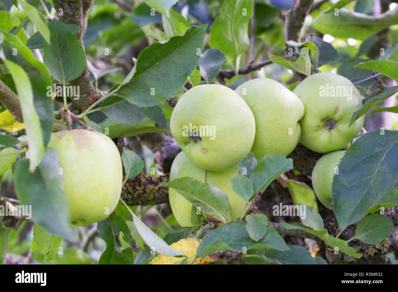 Malus domestica 'Crispin' fruit. Stock Photo