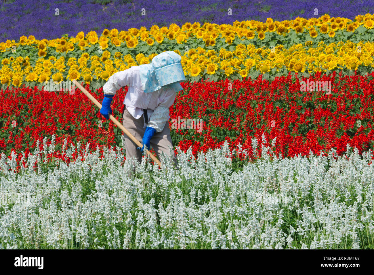 Farmers working in the flower farm, Furano, Hokkaido Prefecture, Japan Stock Photo