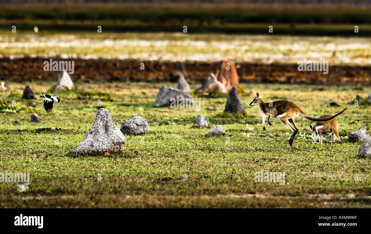 Kangaroo in Bamurru Plains Lodge, Northern Territory, Australia Stock Photo