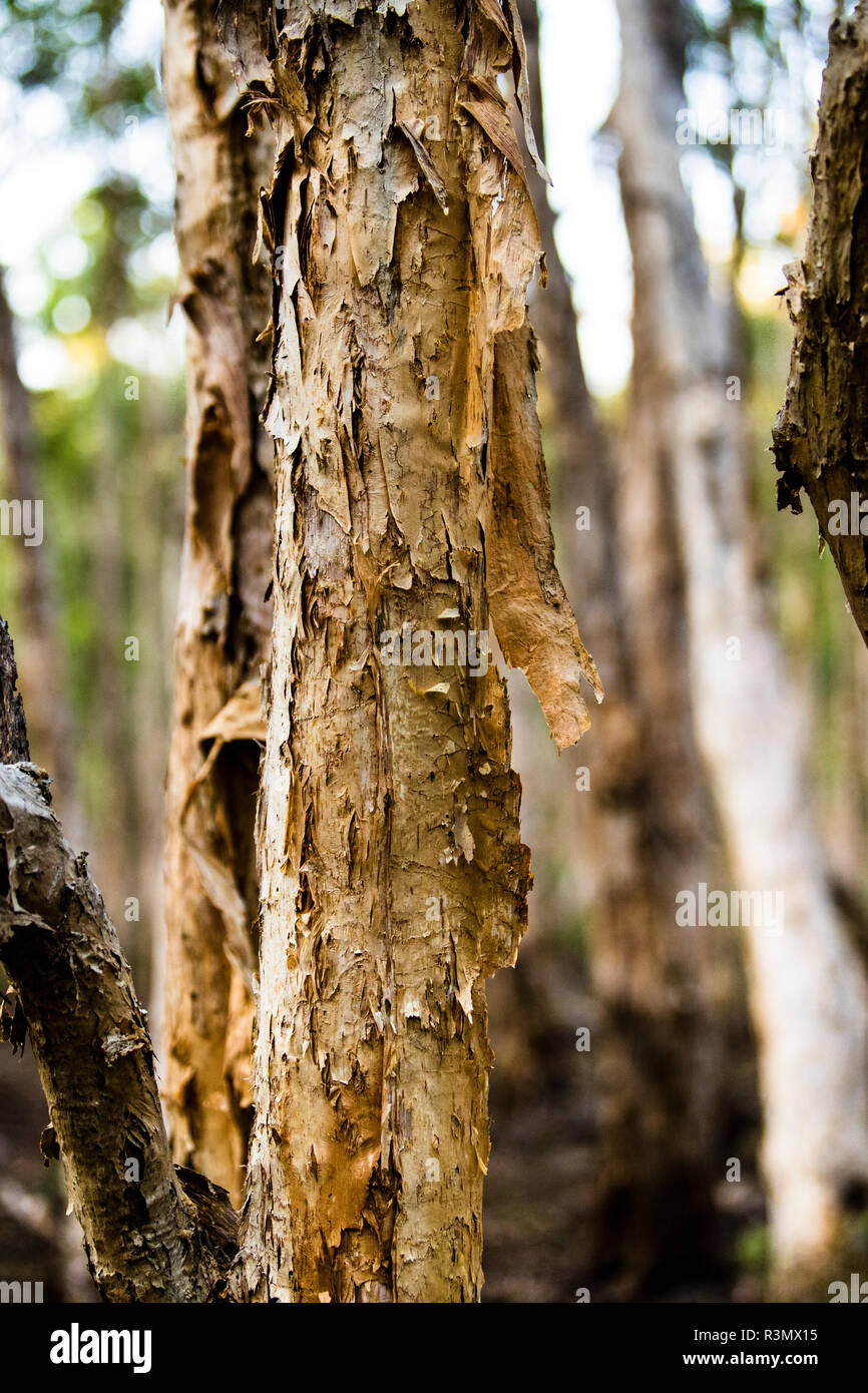 Paper Bark Trees at Bamurru Plains Lodge, Northern Territory, Australia Stock Photo