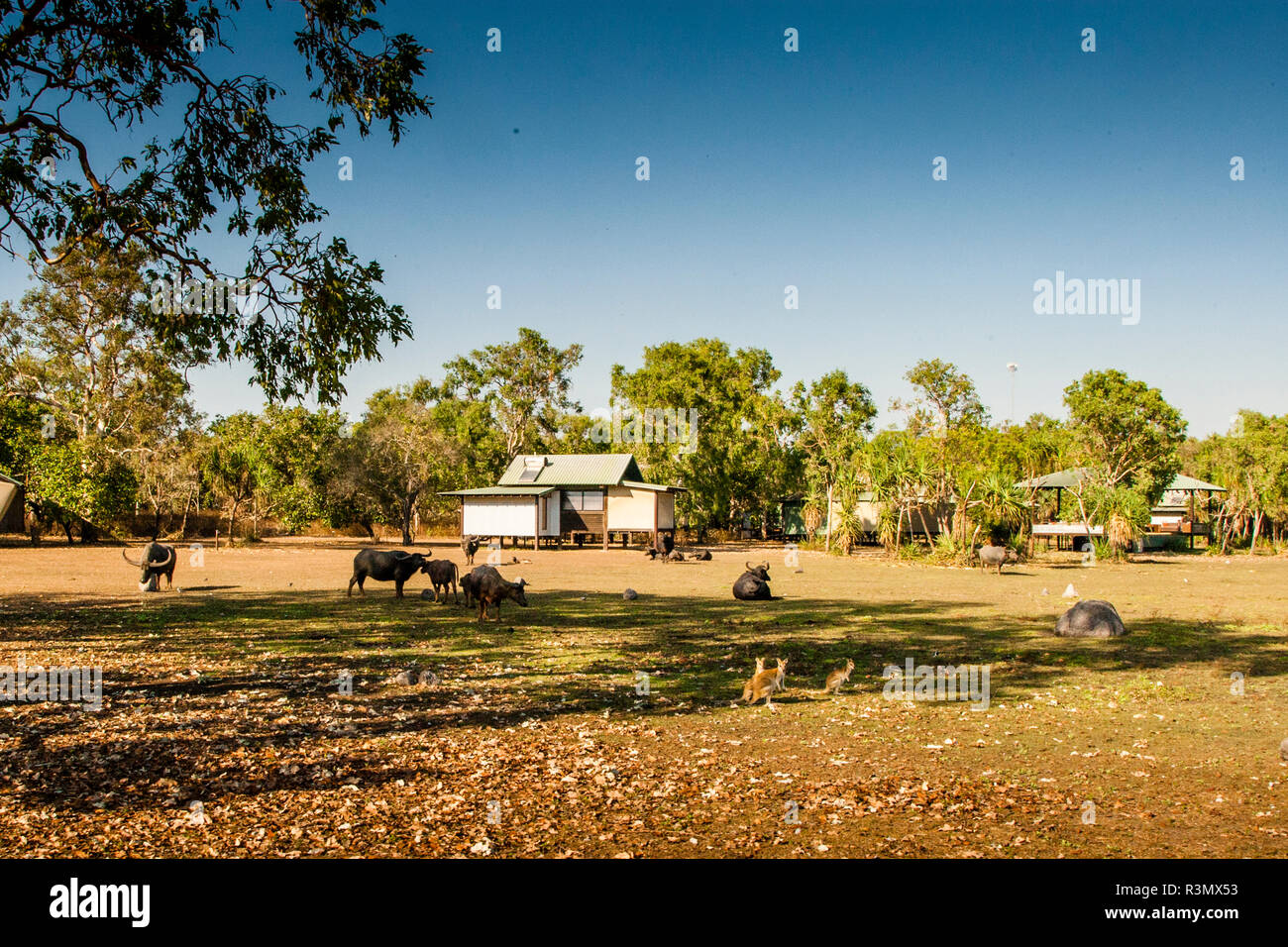Water Buffalos at Bamurru Plains Lodge, Northern Territory, Australia Stock Photo