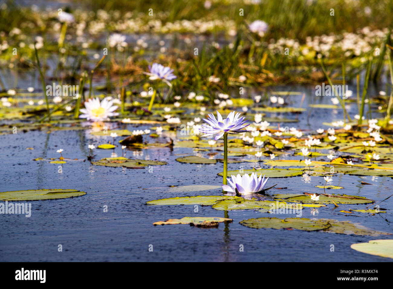 Waterliliy at Bamurru Plains Lodge, Northern Territory, Australia Stock Photo