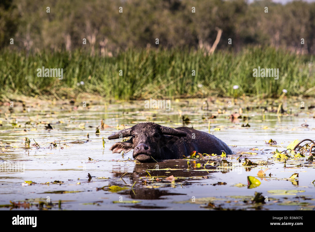 Swimming Waterbuffalo of Northern Australia at Bamurru Plains Stock Photo