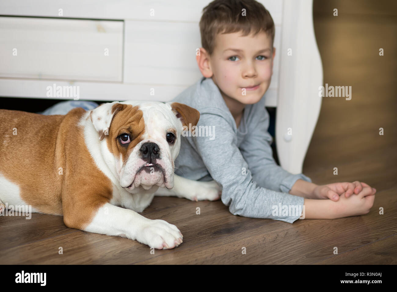 The Bulldog Family. French Bulldog,American Bulldog and English
