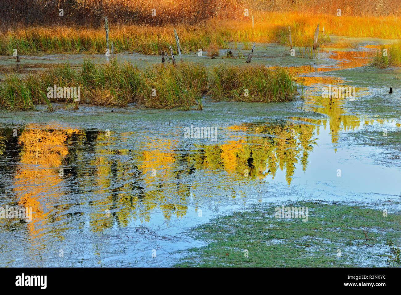 Canada, Ontario, Ear Falls. Sunrise on wetland Stock Photo Alamy