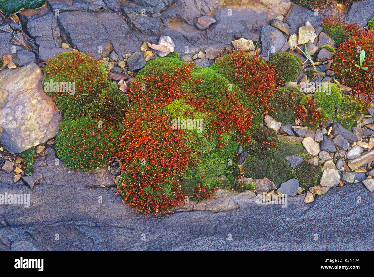 Canada, Ontario, Sudbury. Moss on rock Stock Photo Alamy