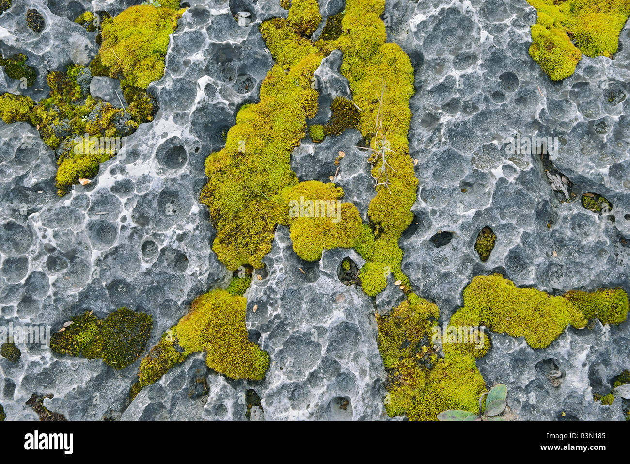 Canada, Ontario, Manitoulin Island. Moss on limestone Stock Photo Alamy