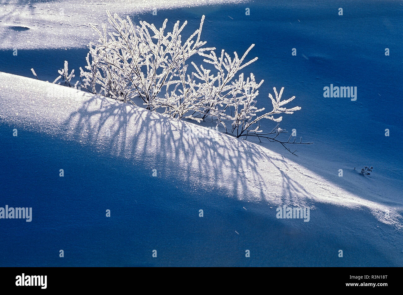 Canada, Ontario, Kenora. Hoarfrost on vegetation at Isabel Lake. Stock Photo