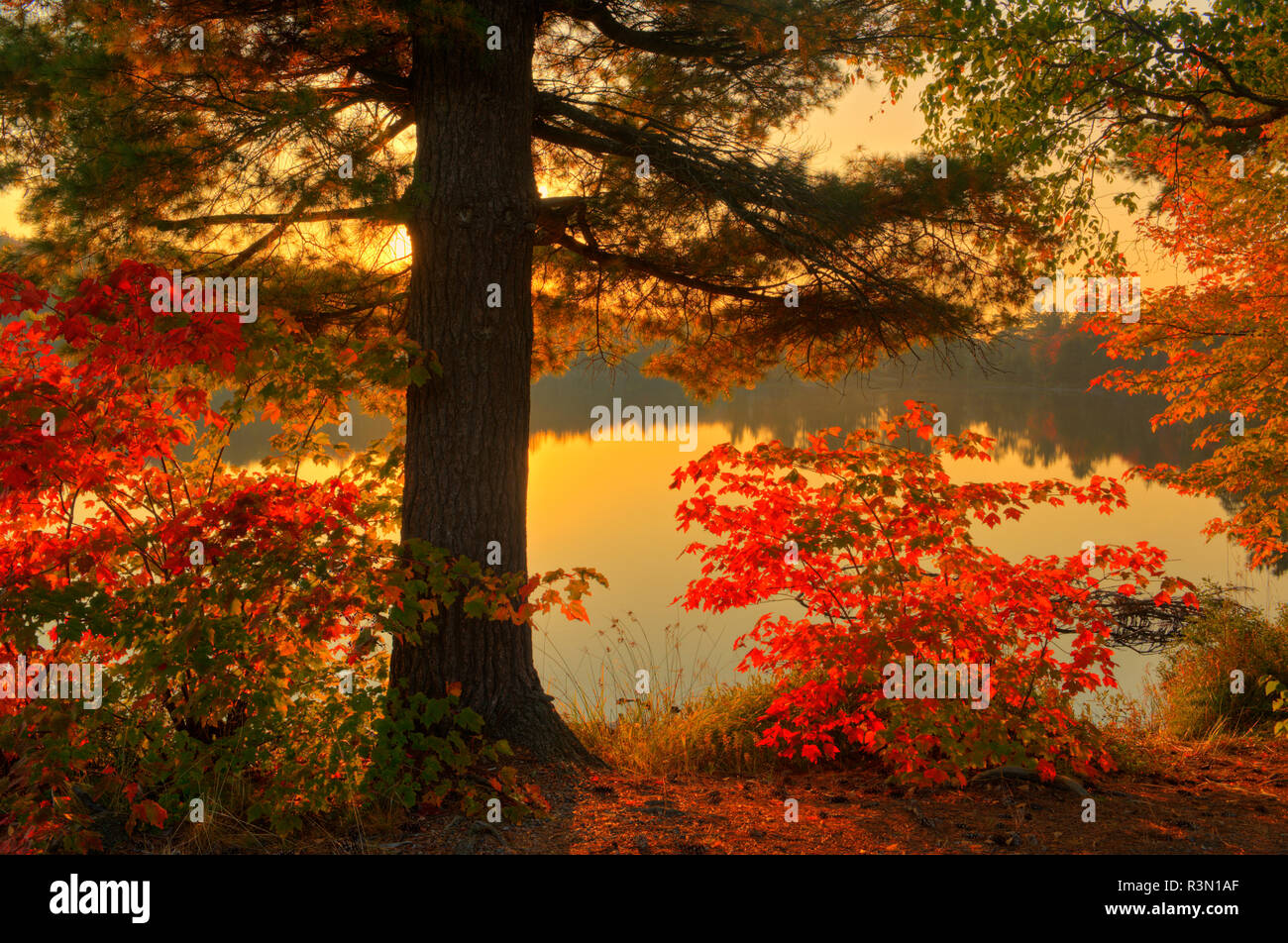 Canada, Ontario, Wharncliffe. Autumn scenic at Beales Lake. Stock Photo