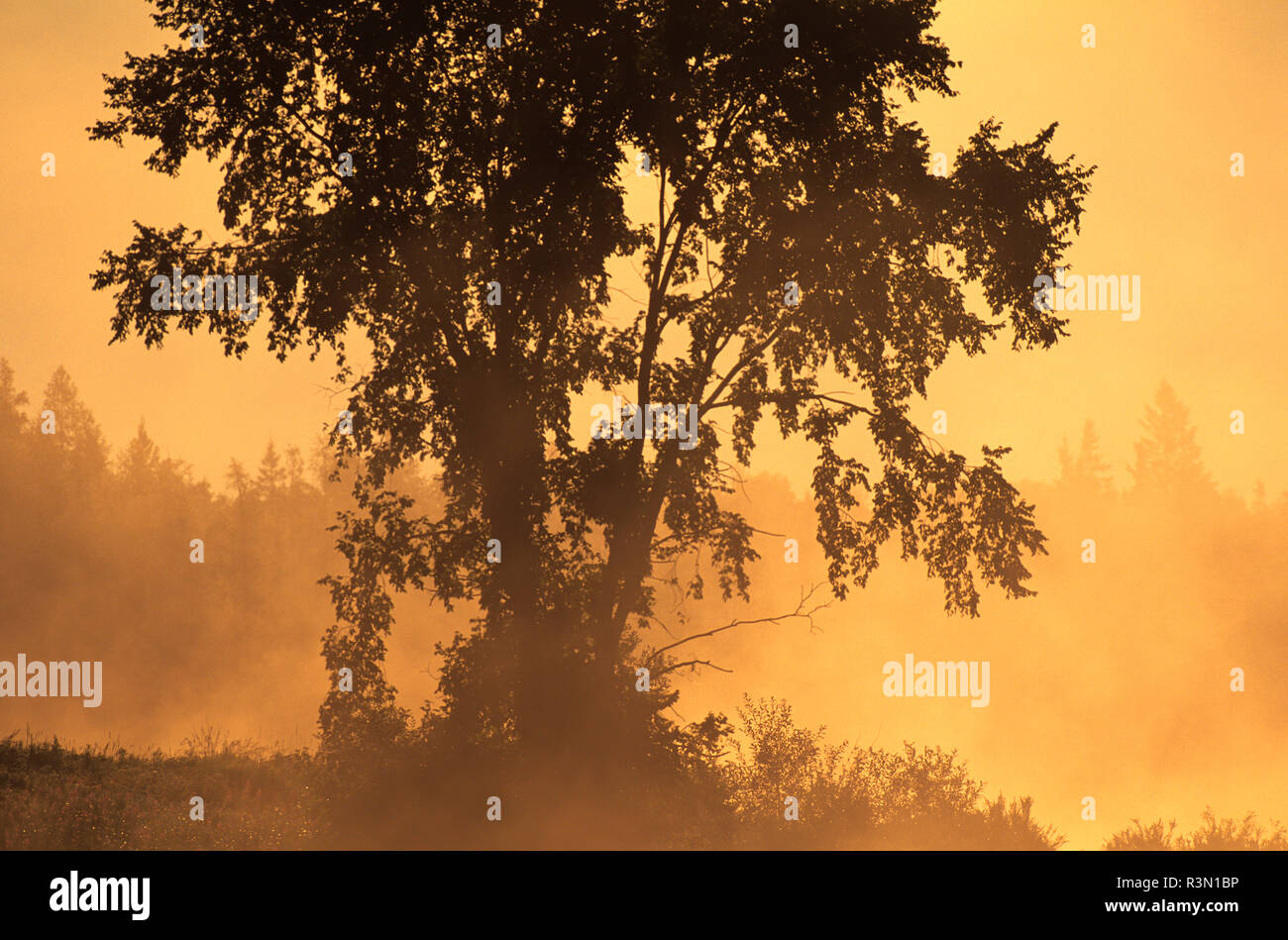 Canada, Ontario, Burwash. Trees in morning fog Stock Photo Alamy