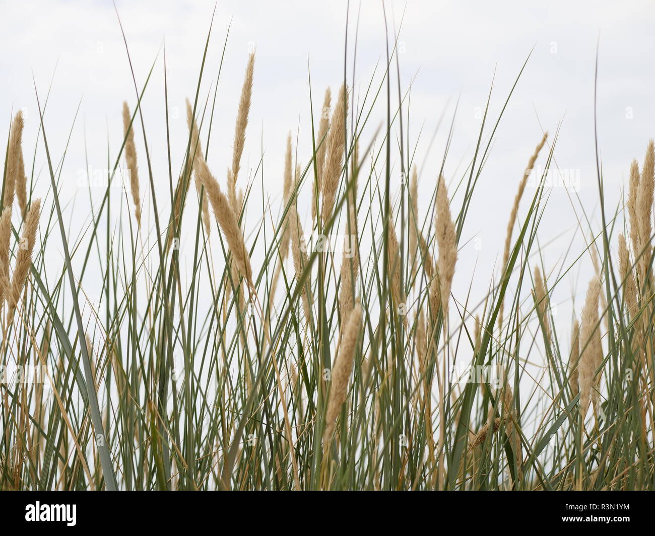 reed on a dune Stock Photo
