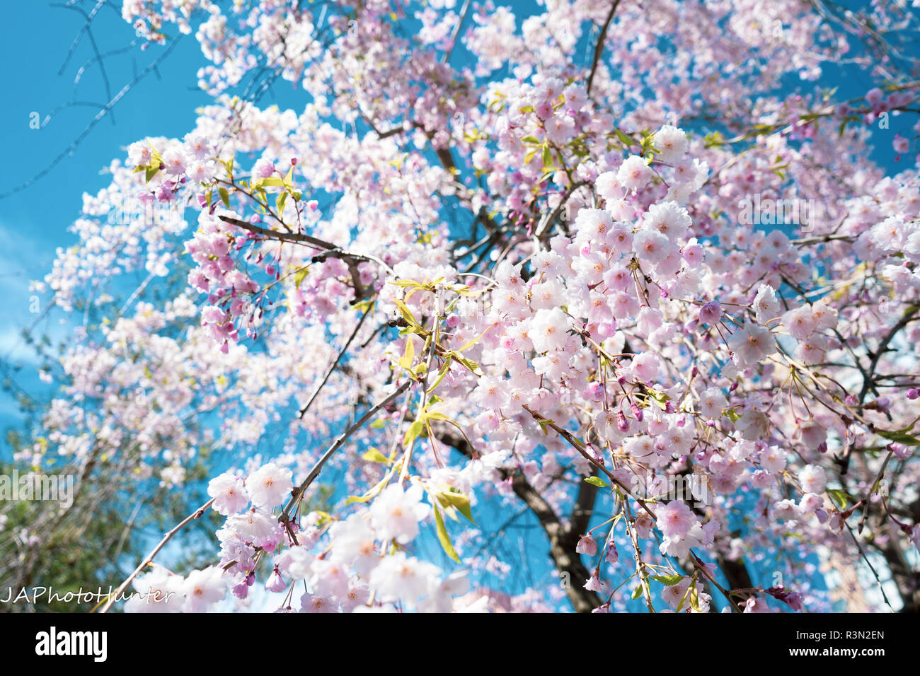 sakura trees Stock Photo