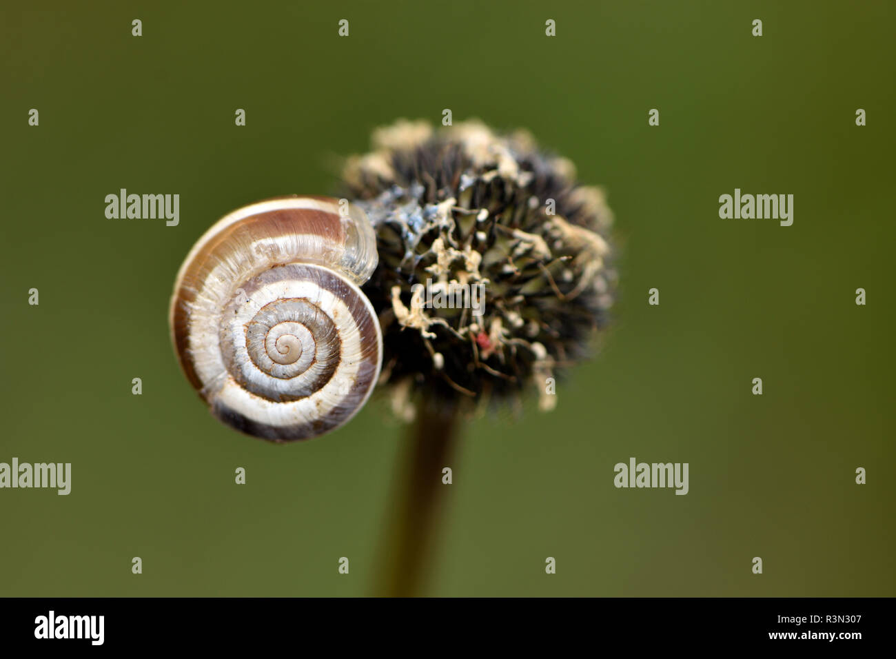 Heath Snail (Helicella itala), Bollenberg hill, Orschwihr, Haut Rhin