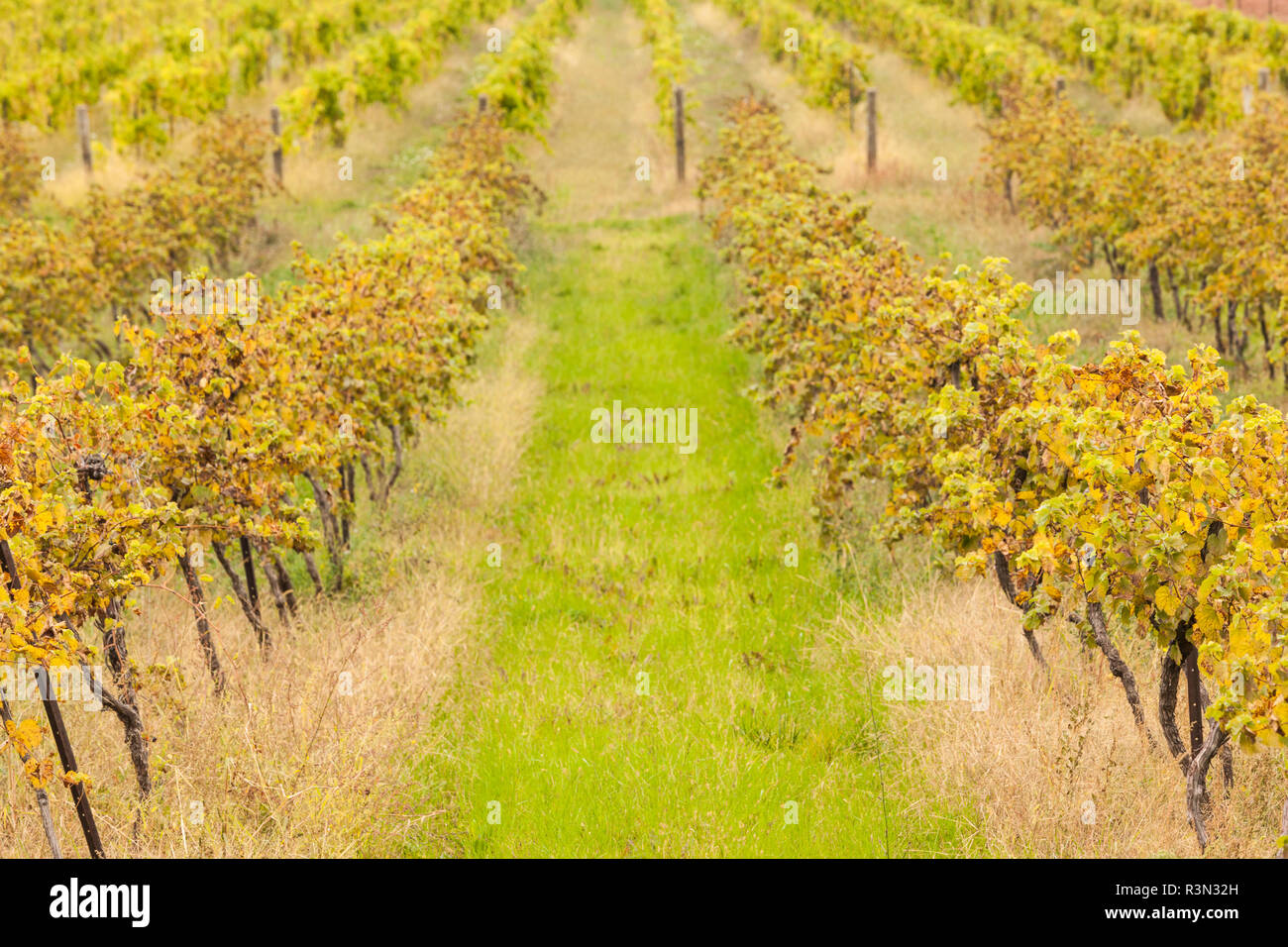 Canada, Ontario, Niagara Escarpment Wine Country, St. Catherines vineyard in autumn Stock Photo